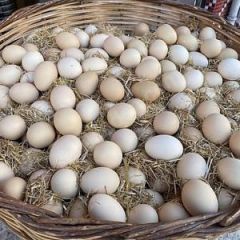 Taze Köy Yumurtası Beyaz