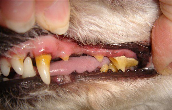 Kedi Köpek Diş tartarları neden oluşur ?