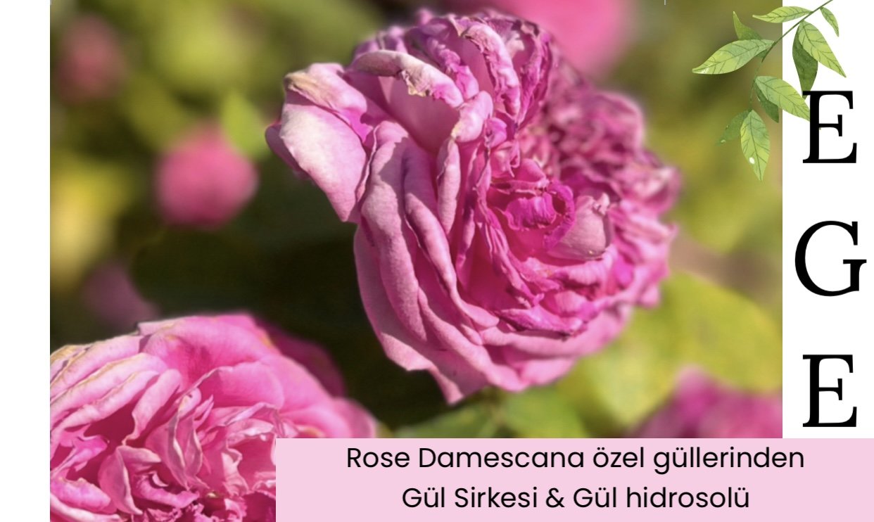Rose Damescana Özel Ürünleri