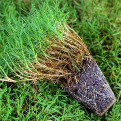 Ayrık Otu Tohumu /Köpek Dişi Ayrığı/Bermuda Grass 1 kg