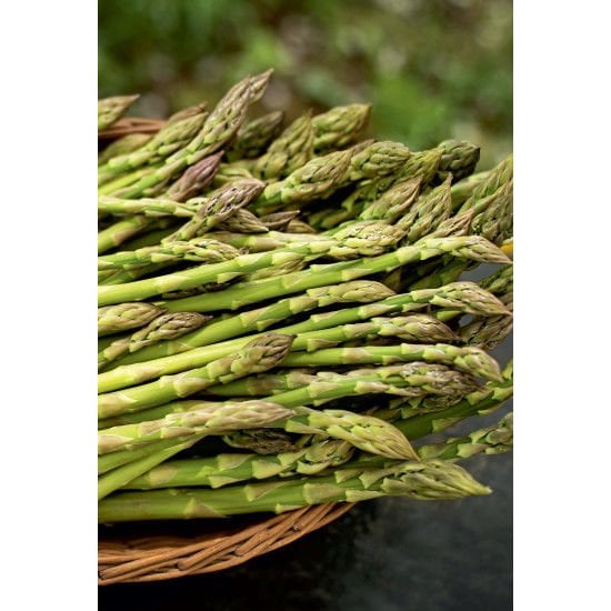 ARZUMAN Kuşkonmaz (Asparagus officinalis L.) 10 Adet