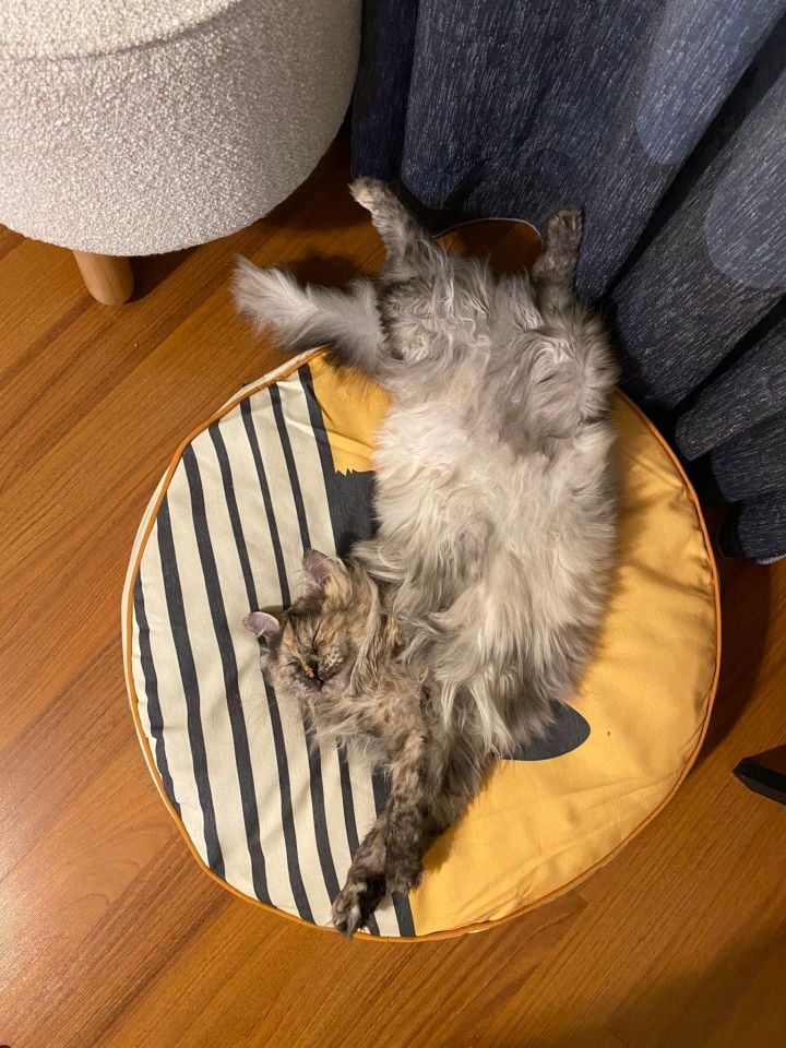 Pet Yatağı - Yuvarlak - Kedi