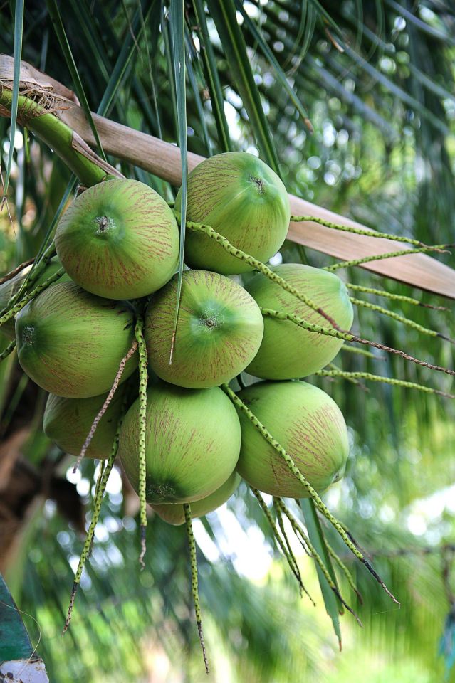 Afrikanisches Ata Tohum natürliches Kokosnussöl 1000 g, roh, unraffiniert