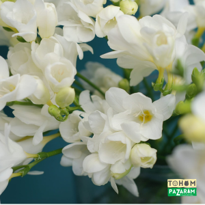 Double White (Beyaz) Katmerli Frezya Çiçeği Soğanı (5 Adet )