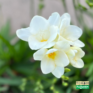Double White (Beyaz) Katmerli Frezya Çiçeği Soğanı (5 Adet )