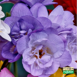 Double Purple (Mor) Katmerli Frezya Çiçeği Soğanı ( 5 Adet )