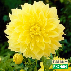 Dev Dahlia - Yıldız Çiçeği - Dalya - Patates Çiçeği Kökü
