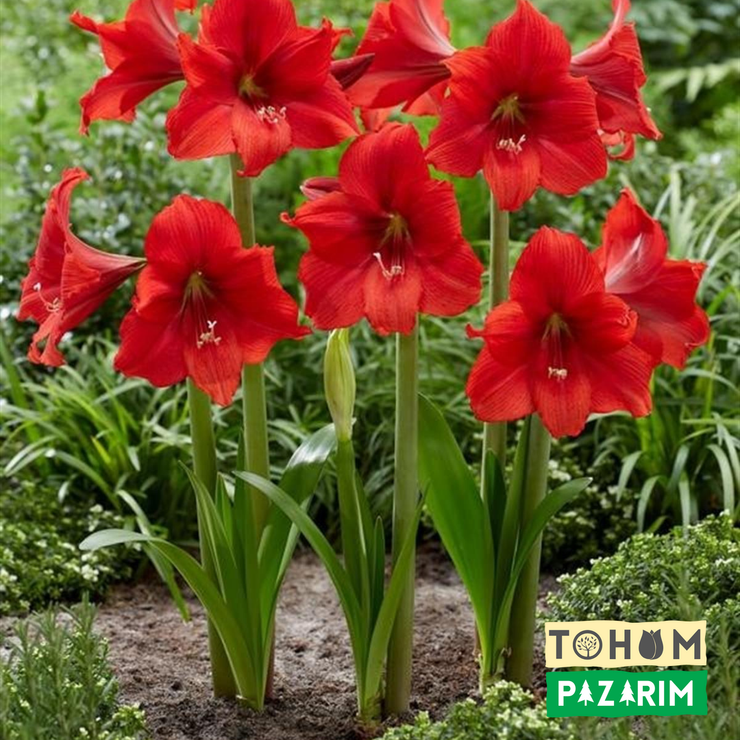 Red Lion Amaryllis Soğanı - Güzel Hatun Çiçeği – Kırmızı