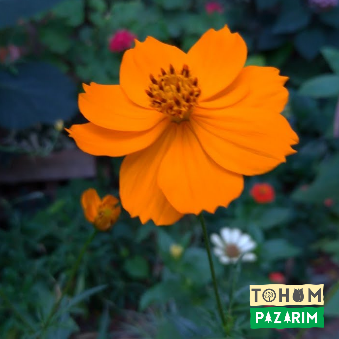 Turuncu Kozmos - Meksika Yıldızı Çiçeği Tohumu