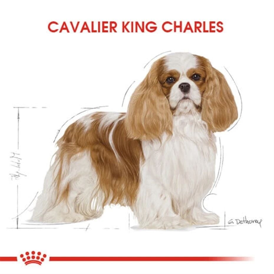 Royal Canin Cavalier King Charles Yetişkin Köpek Maması 3 Kg