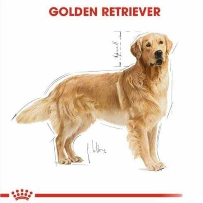 Royal Canin Golden Retriever Yetişkin Köpek Maması 12 Kg