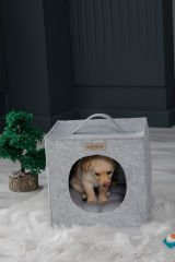 Köpek Yuvası Gri