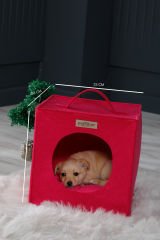 Köpek Yuvası Kırmızı