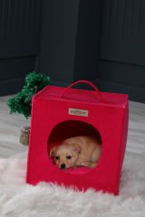 Köpek Yuvası Kırmızı