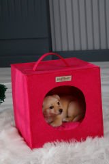 Köpek Yuvası Kırmızı