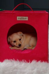 Köpek Yuvası Kırmızı