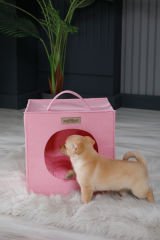 Köpek Yuvası Pembe