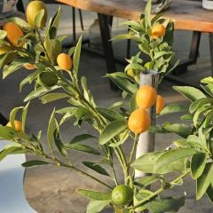 Kamkat  (Kumkuat küçük portakal)  meyvesi Ağacı