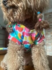 Bi Dolap Ponçik Bubble Tişört Renkli Yumuşak Dokulu Yazlık Kumaş Kedi Köpek Kıyafeti & Tişörtü
