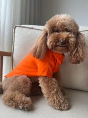 Bi Dolap Ponçik Turuncu Ponçik Tişört Yumuşak Dokulu Lacoste Kumaş Kedi Köpek Kıyafeti & Tişörtü