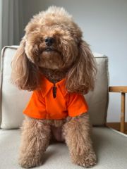 Bi Dolap Ponçik Turuncu Ponçik Tişört Yumuşak Dokulu Lacoste Kumaş Kedi Köpek Kıyafeti & Tişörtü