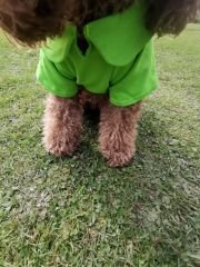 Bi Dolap Ponçik Cute Girl Yeşil Yumuşak Dokulu Kumaş Kedi Köpek Kıyafeti & Tişört