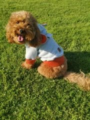 Bi Dolap Ponçik Gri Turuncu Kapüşonlu Kışlık Sweatshirt Kedi Köpek Kıyafeti & Sweatshirt