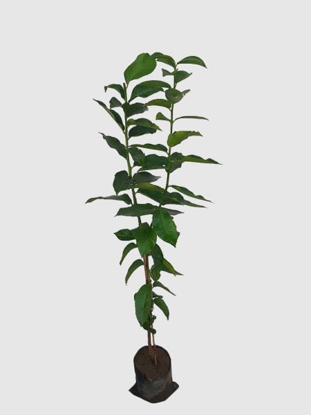 Bergamot Fidanı