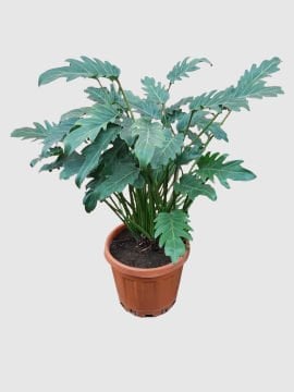 Deve Tabanı (Philodendron xanadu)