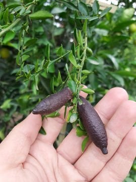 Havyar Limon Fidanı (Everbearing)