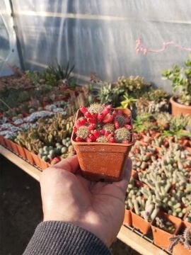 Mammillaria prolifera