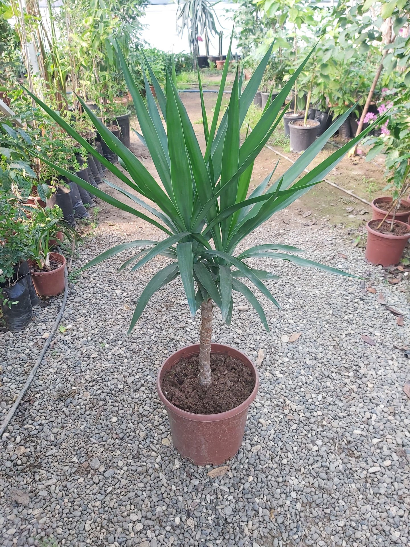 Yuka Bitkisi - Yucca Elephantipes