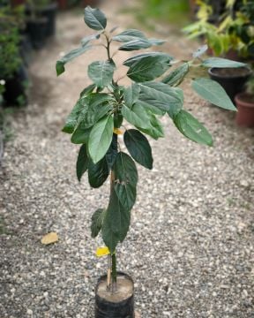 Aşılı Avokado Fidanı (Hass)