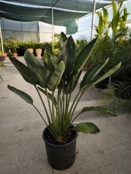 İki Köklü Starliçe - Strelitzia reginae