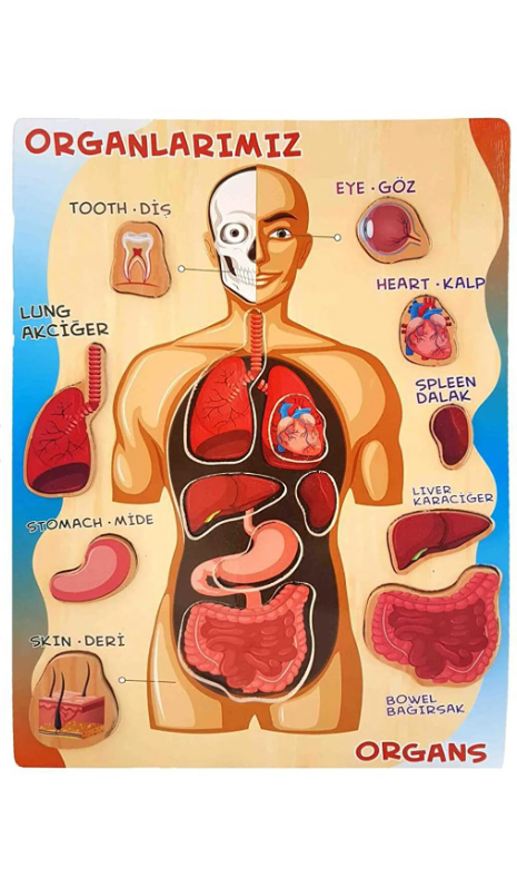 Woodylife Organlar Puzzle Ahşap Oyuncak 2138