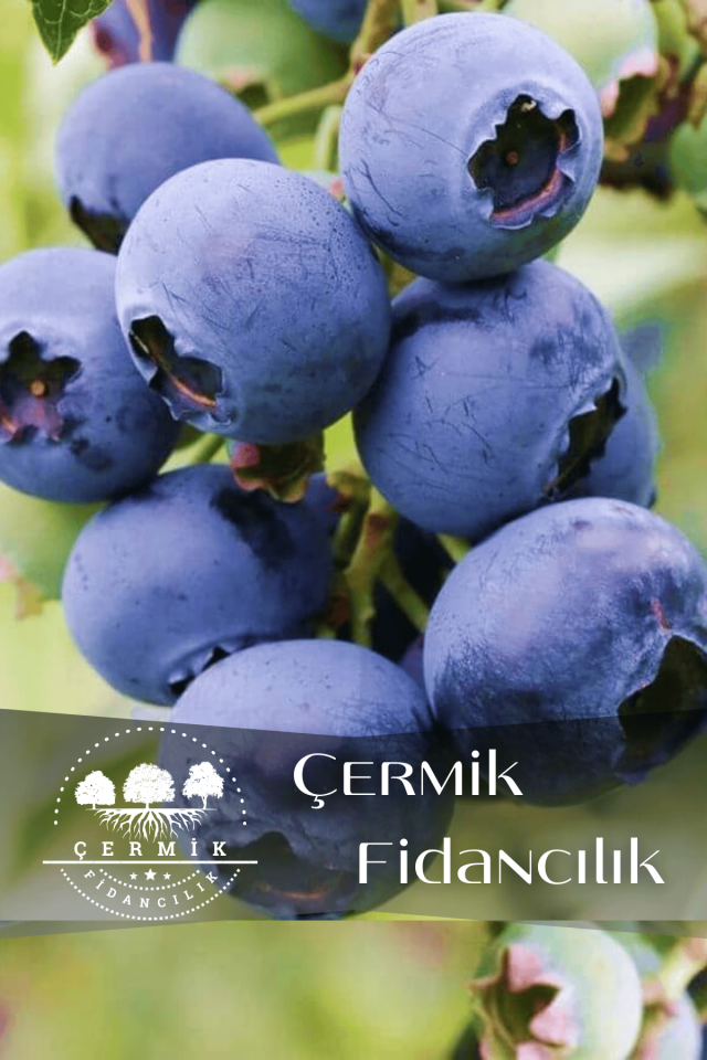 Tüplü Yaban Mersini ( Blue Berry ) Fidanı