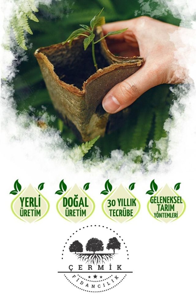 Gemlik Trilye Zeytin Fidanı Tüplü 2 Yaş