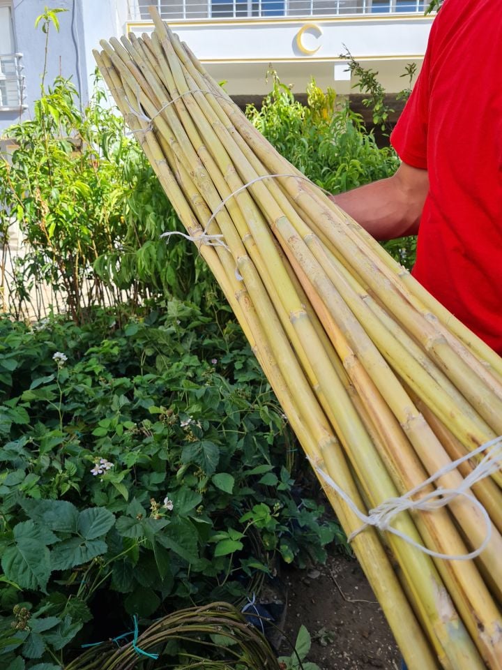 Bambu Fidan Bitki Destek Çubuğu 20 Adet 2 Metre Boy