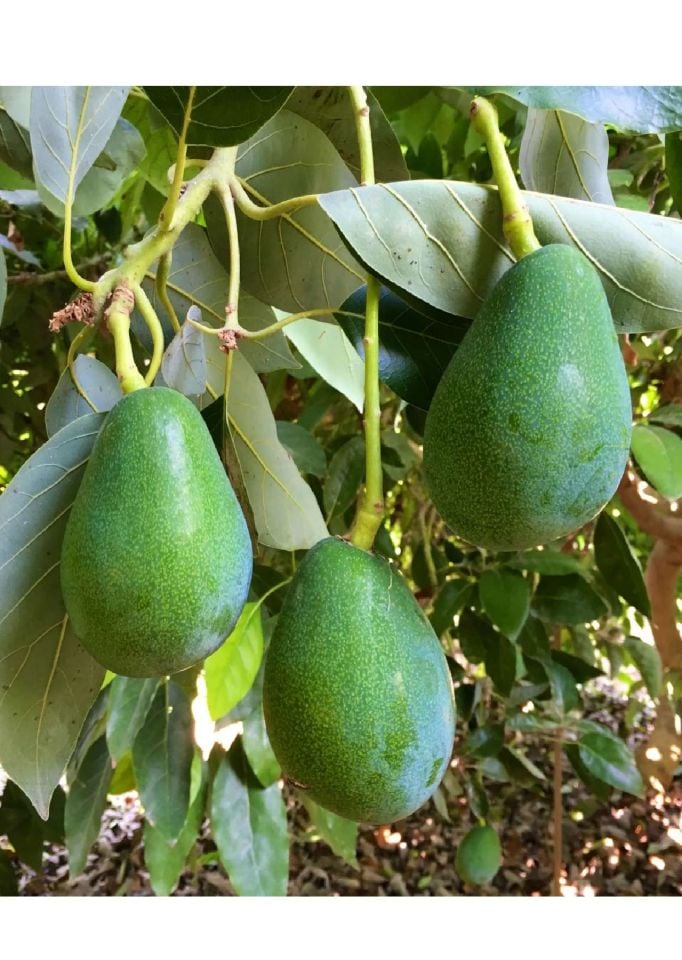 Tüplü Avokado Fidanı 3 Yaş