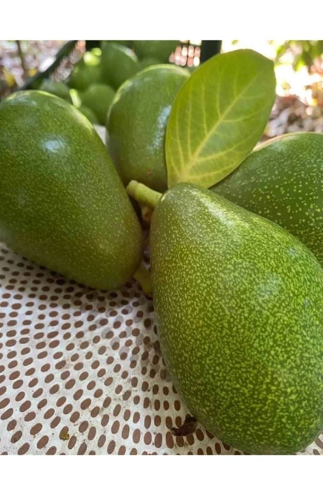 Tüplü Avokado Fidanı 3 Yaş