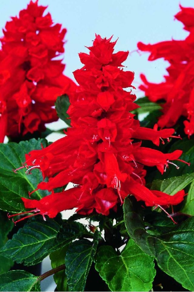 Ateş Çiçeği Tohumu ( Salvia splendens )