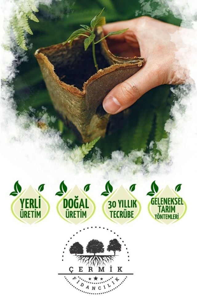 2 Çeşit Karışık Meyve Fidanı Kara Kiraz ve Siyah İncir
