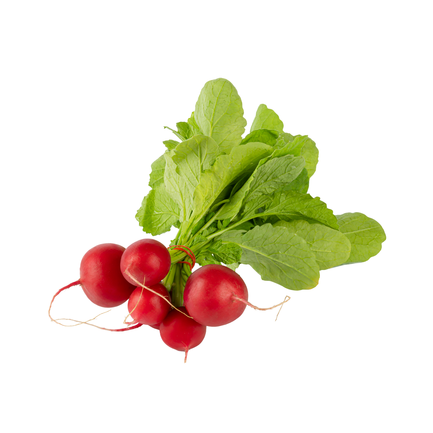 Turp Fındık 1 Demet