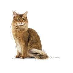 Royal Canin Light Weight Kedi Maması 1.5 kg