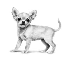 Royal Canin Chihuahua Junior Yavru Köpek Maması 1,5 Kg