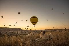 Günbatımı ve Sıcak Hava Balon Manzaralı Duvar Kağıdı