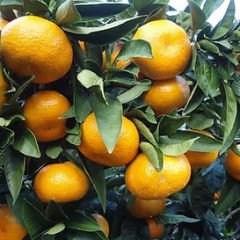 Tüplü, Aşılı ve Sertifikalı Okitsu Mandarin Fİdanı