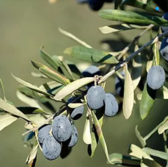 Tüplü, Aşılı ve Sertifikalı Gemlik Zeytin Fidanı (2 Yaş)