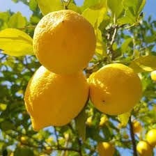 Tüplü, Aşılı ve Sertifikalı Yediveren Limon Fidanı