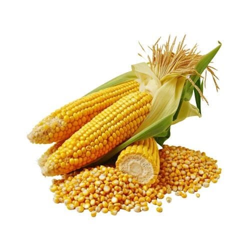 Mısır